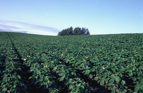 北海道の景色の何が壮絶かと問われればやはりこういった野菜畑のスケールの大きさだろうと思う。見渡せば、気が遠くなるほどだ。
	大きなトラクターによる収穫風景がまた圧巻。