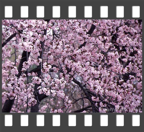 満開の桜が見事だ