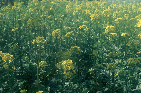 キカラシの花がいっせいに咲いている光景には、目を奪われてしまう。