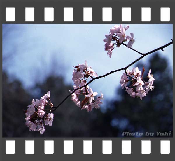 東大演習林の桜。芦別岳をバックに撮影。 南富良野にて 2002.05.03撮影