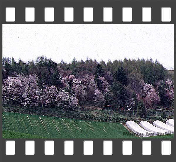 東大演習林の桜。芦別岳をバックに撮影。 南富良野にて 2002.05.03撮影