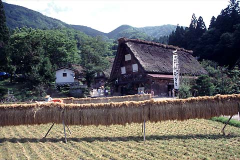 民宿・ふるさとの前の田圃も、収穫を迎え稲穂がはさに掛けられている。