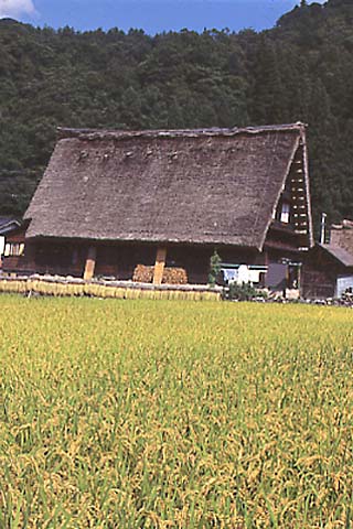 黄金色の稲がたわわに実る。まさしく秋を実感する。