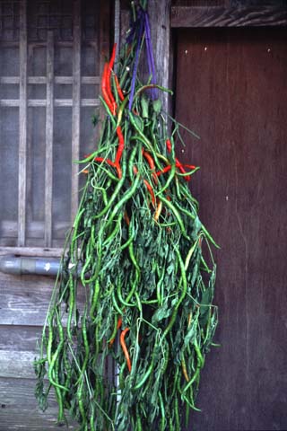 そして、ふと下のほうに目をやると、今年収穫したばかりの真新しい唐辛子が。唐辛子は魔除け・厄封じに使われる事が多いようだが、出番を待つこの唐辛子は？？