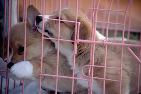 子犬たちは好奇心満々！ケージの中から出たくてしょうがない様子。押し合いへし合いで、この通り。はみ出した前足が、なんとも愛らしい。1998.04.13撮影