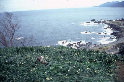 越前海岸の水仙は、このように見おろすと足がすくむような急な斜面に咲いている。海からの強風と、降り続いた雪に倒されながらも懸命に咲く水仙の力強さには心を打たれる。。