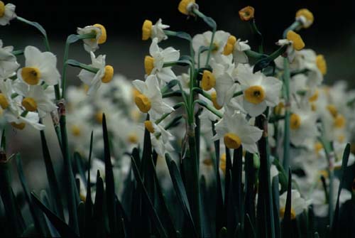 あちらこちらの畑で静かに群生する水仙。越前水仙は小さな花が一本の茎にたくさん咲き香りの高い品種。