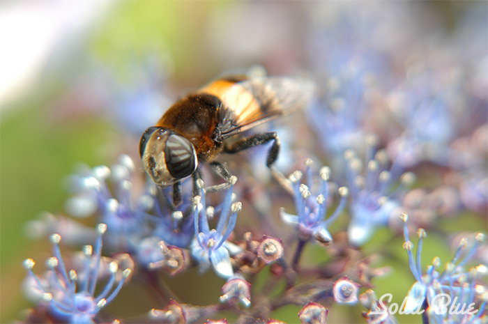 紫陽花の蜜を探して、ミツバチが飛んで来た。