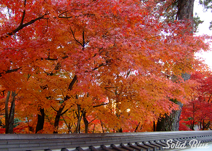 哲学の道は紅葉真っ盛り。