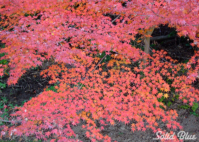 緑の歯と赤い紅葉とのコントラストが美しい。