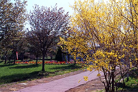塀の中にあるのどかな散歩道