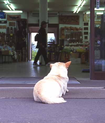 大好きな売店のおばさんが、おやつをくれるのを、ちゃんとお店の外でじっと待ってるシロ。だけど、自動ドアの真ん前すぎて・・・・。几帳面なシロは、いつもきちんとど真ん中。