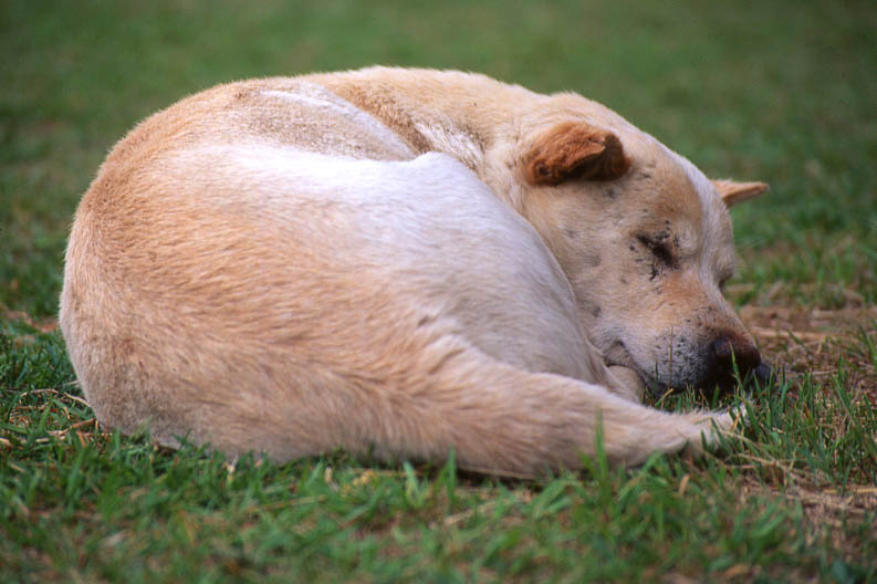 老犬だから、しっかり昼寝しないと体力もたないのかな～。それにしては時々すごい遠い所まで冒険の旅に出かけているのを、いろんな人に目撃されてるぞぉ。
