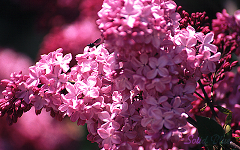 百合が原公園にて 2002.05.14 撮影