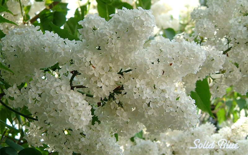 百合が原公園にて 2002.05.14 撮影