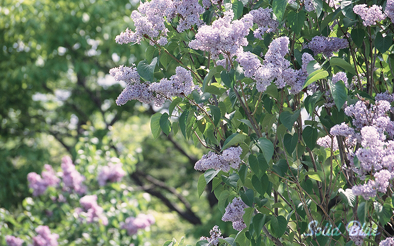 百合が原公園にて 2002.05.14 撮影