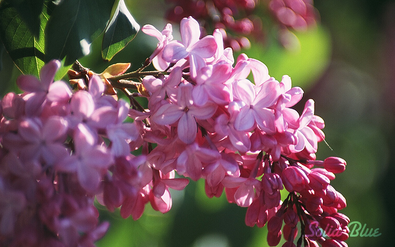 百合が原公園にて 2002.05.14 撮影