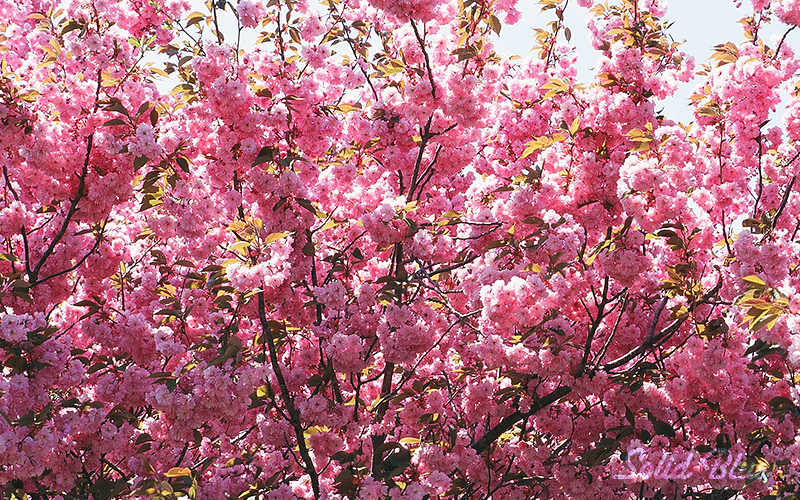 八重桜