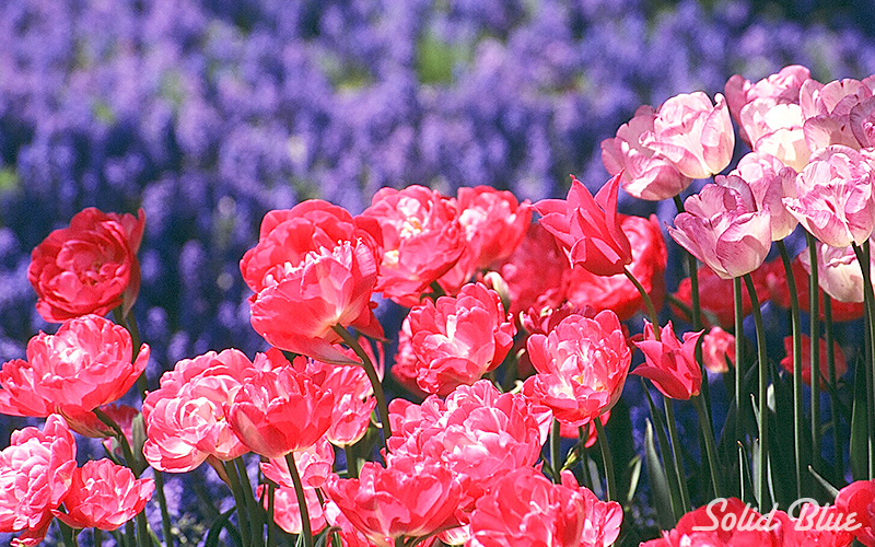 百合が原公園にて  2002.05.14撮影