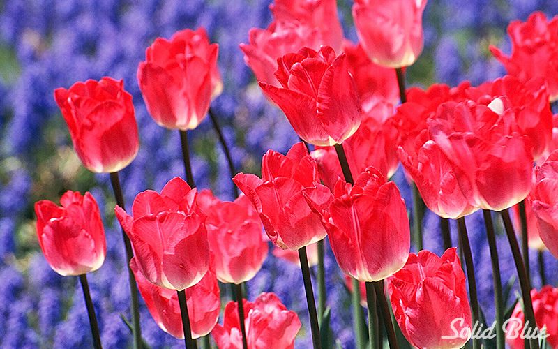 百合が原公園にて  2002.05.14撮影
